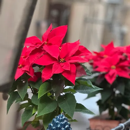 Caminneci Palace Boutique